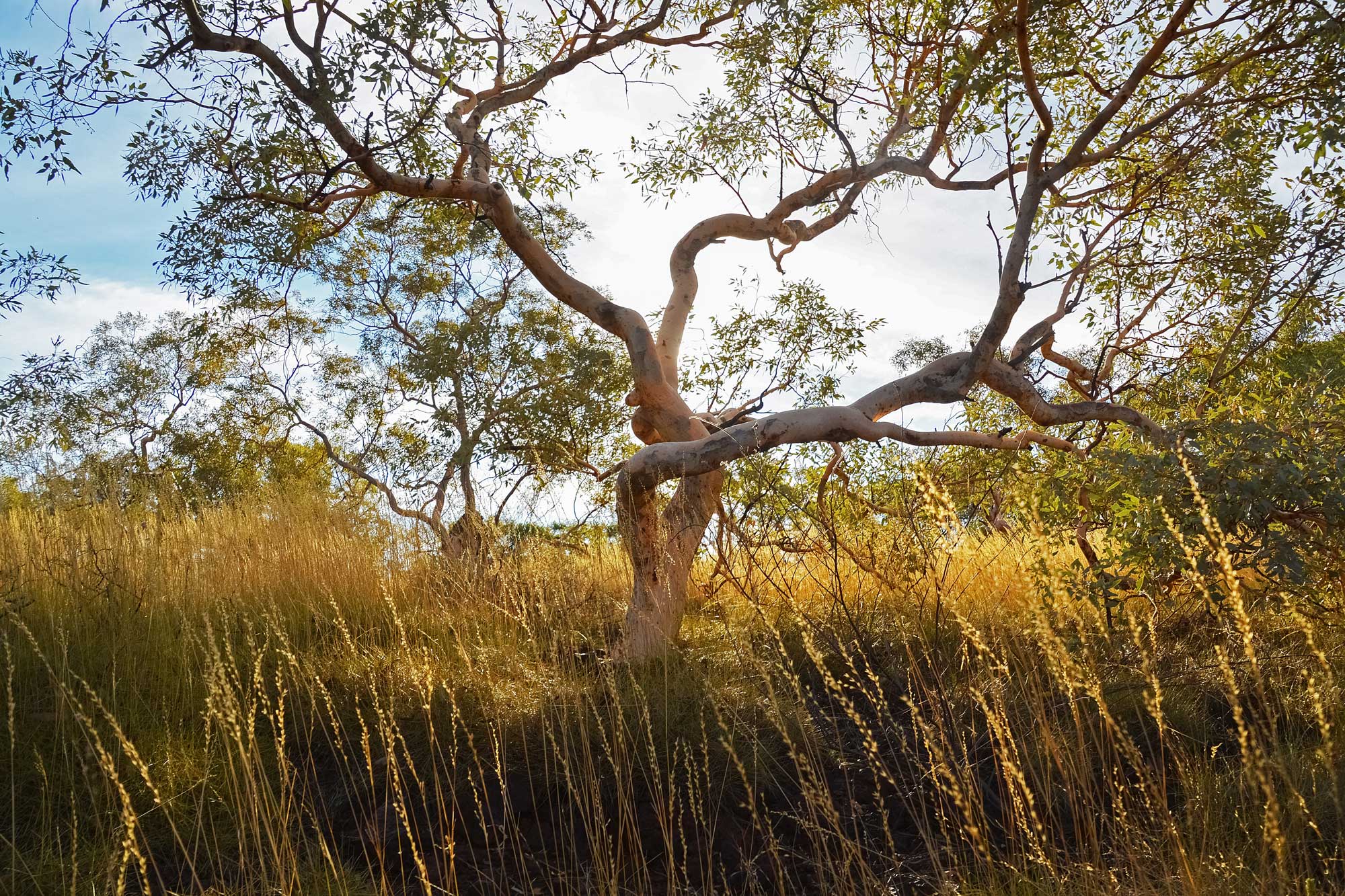 Australia Native Tree